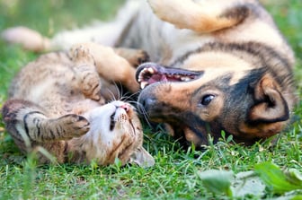 Happy Pets