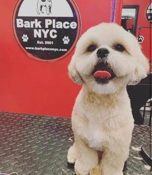 barkplace