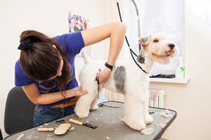 Dog Grooming 101: Essential Steps and Tools