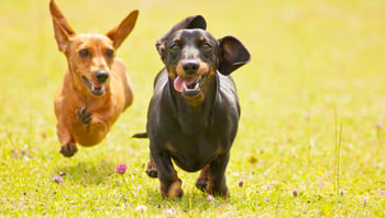 8 Must-Have Ideas for Your Kennel’s Dog Run