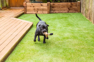 8 Must-Have Ideas for Your Kennel’s Dog Run