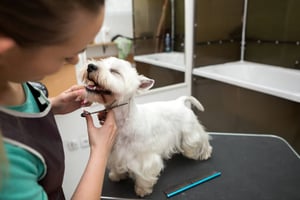 How to Choose and Care for Grooming Shears for Dogs