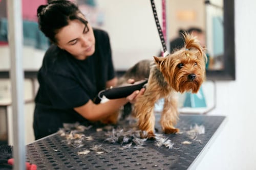 How Dog Groomers Can Recognize and Prevent Injuries and Accidents