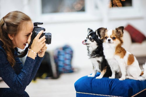 Innovative Marketing Techniques for Your Dog Daycare Business