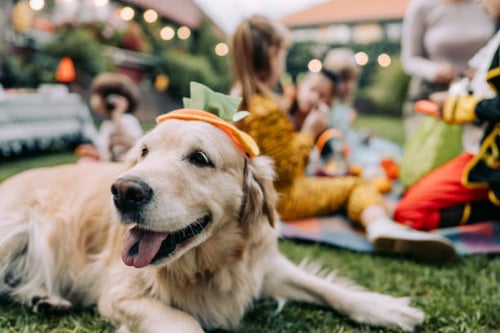 Harvest Celebrations: 10 Ideas for Dog Daycares and Kennels