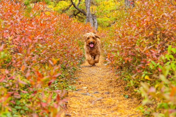 Seasonal Dog Grooming: Addressing Autumn Allergies and Skin Conditions