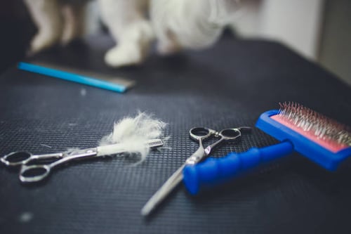 How to Choose and Care for Dog Grooming Shears