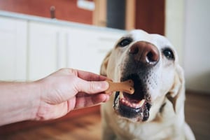 9 Services to Upsell at Your Pet-Care Business