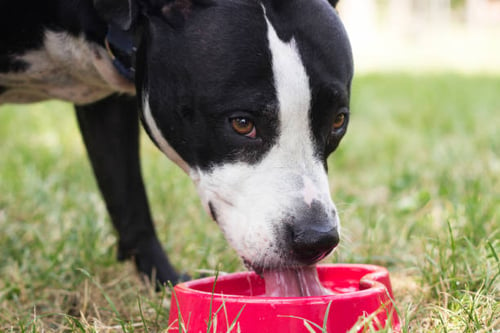 Designing a Dog-Friendly Menu for Your Dog Bar