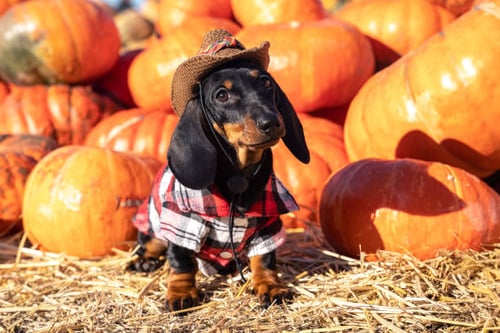 Harvest Celebrations: 10 Ideas for Dog Daycares and Kennels