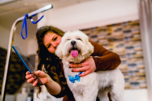 9 Services to Upsell at Your Pet-Care Business