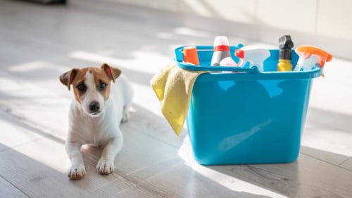 Why are Hygiene and Sanitation Important in Pet-Care Businesses?