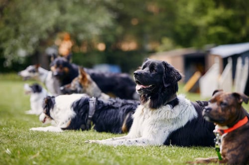 Dog Daycare Expansion: Adding Dog Training