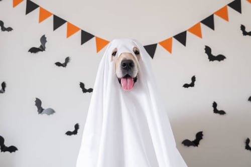 Decorating Your Pet Business: Safe and Fun Halloween Ideas