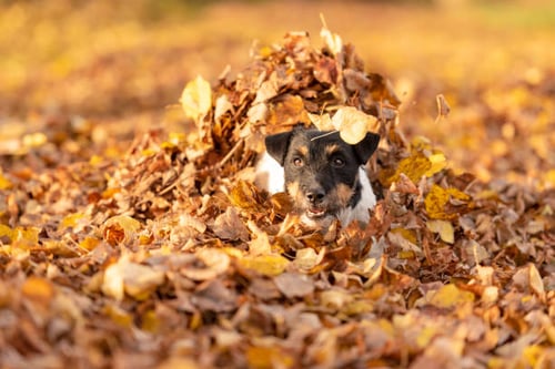 Harvest Celebrations: 10 Ideas for Dog Daycares and Kennels