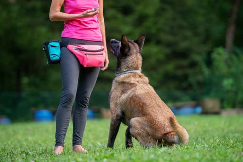 Dog Daycare Expansion: Adding Dog Training