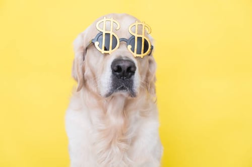 Evaluating the Success of Your Pet-Care Marketing Strategy