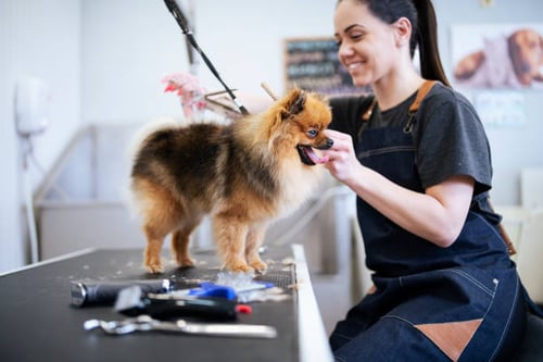 How to Choose and Care for Grooming Shears for Dogs