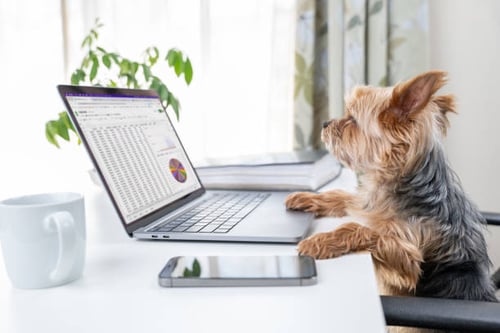 Evaluating the Success of Your Pet-Care Marketing Strategy