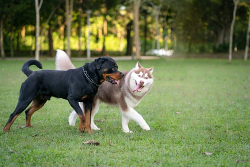 Off-Leash Guidelines for Dog Parks and Daycares