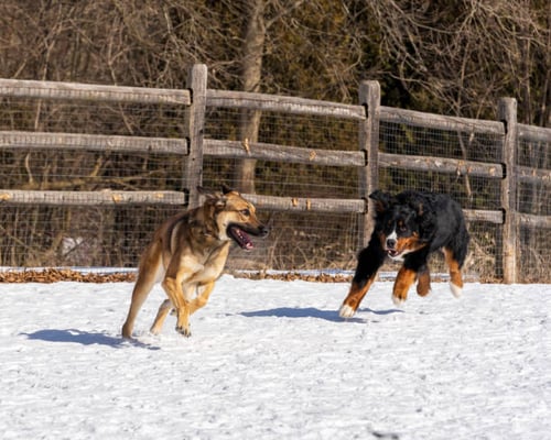 Tips for Winterizing Your Dog Daycare or Dog Park: A Safety Checklist