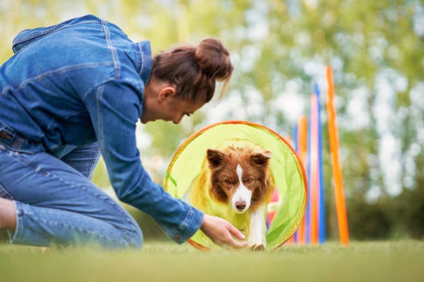 Dog Training Techniques for 2024