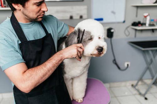 How to Choose and Care for Grooming Shears for Dogs