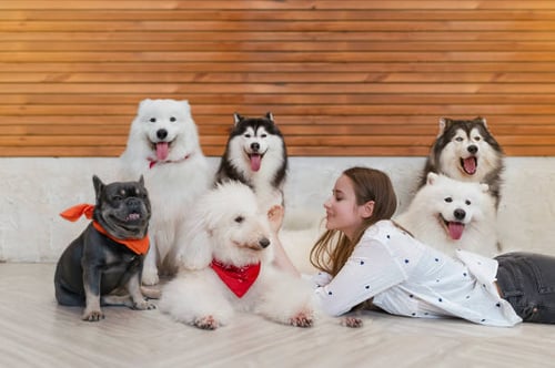 Benefits of Dog Daycare for Pet Parents