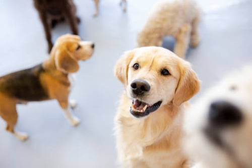 Benefits of Dog Daycare for Dogs