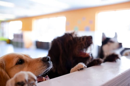 How Dog Boarding and Daycare Software Can Help