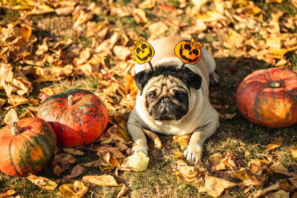 Ghostly Grooming: Creating Themed Looks for the Spooky Season