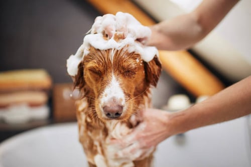 A Fluff-tastic Experience: Preparing Your Dog for Their First Grooming Appointment