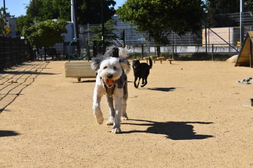 Off-Leash Guidelines for Dog Parks and Daycares