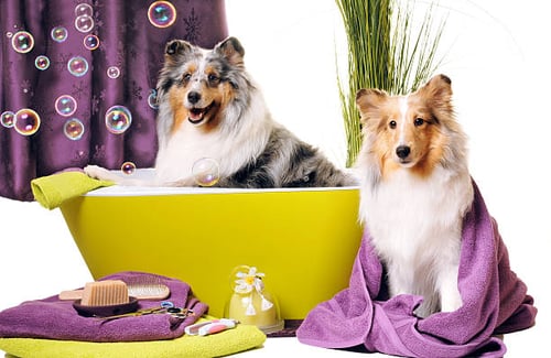 Premium Pet-Care Services