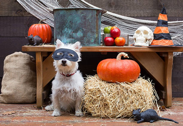 Harvest Celebrations: 10 Ideas for Dog Daycares and Kennels