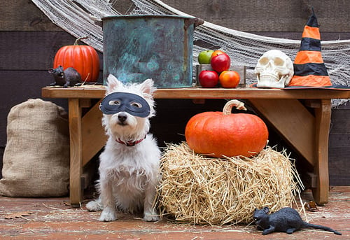 Welcoming Fall: Seasonal Ideas to Make Your Pet Resort the Ultimate Autumn Retreat