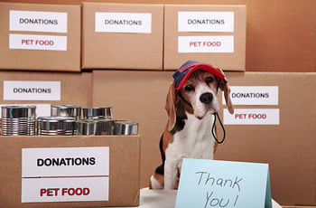 Paws for a Cause: Charity Work and Social Responsibility in the Pet-Care Industry
