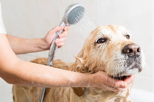 Dog Grooming Tips for the Coming Cooler Months