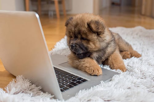 Fetching Success: Using Content Marketing to Engage Pet Owners