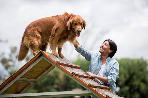 The Latest Trends in Dog Training: A Look at Positive Reinforcement