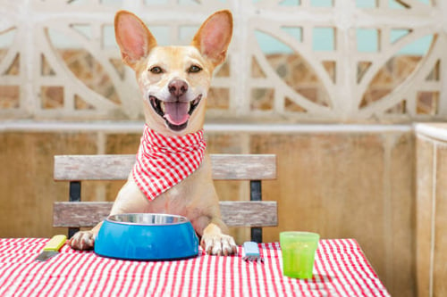 Designing a Dog-Friendly Menu for Your Dog Bar