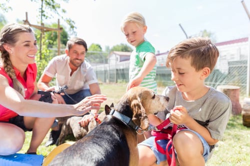 Fetching Success: Using Content Marketing to Engage Pet Owners