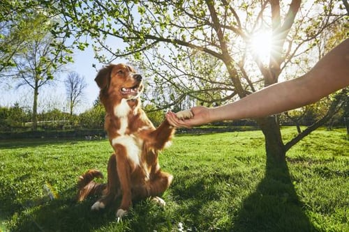 Expanding Your Dog Daycare to Include Dog Training Services