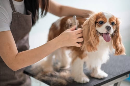 How Dog Groomers Can Recognize and Prevent Injuries and Accidents