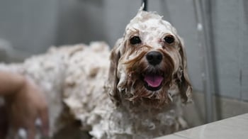 Seasonal Dog Grooming: Addressing Autumn Allergies and Skin Conditions