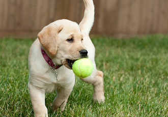 Brand your tennis balls to sell as a part of your pet business merchandise strategy.