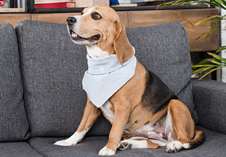 Bandanas are a great pet business merchandise idea for both humans and pets.