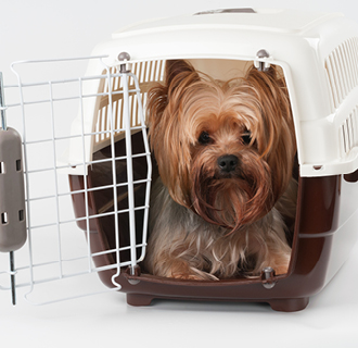 Branded pet carriers are a unique and useful pet business merchandise idea.