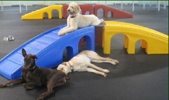 Modular equipment is a great option for your dog daycare playground.