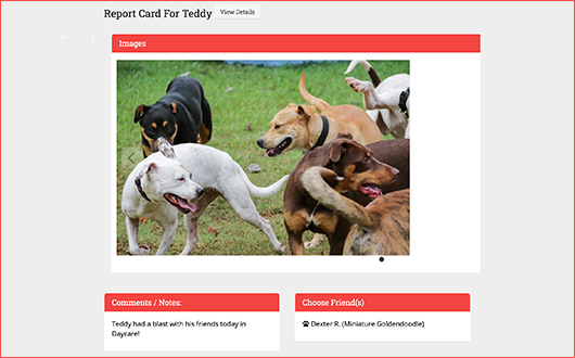 This is a screenshot of Gingr’s dog report card, which users can access using Gingr’s dog daycare software. 